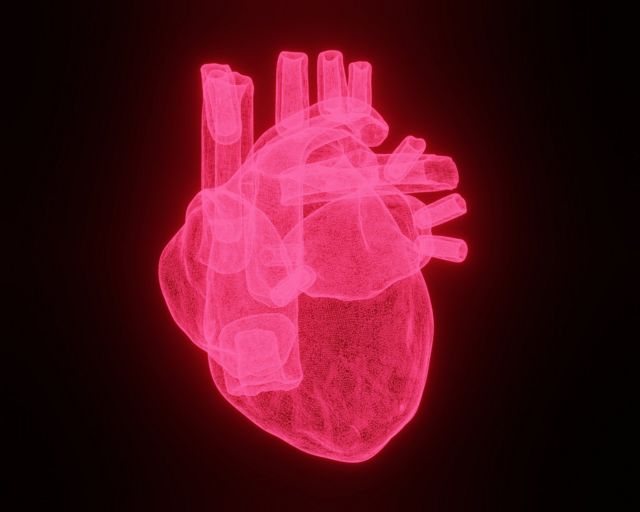 A 3d illustration of the human heart.