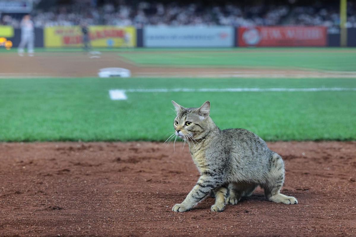 A cat in Yankee Stadium, will it be the new doll?