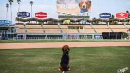 Dodgers treat TikTok dog Toby to 'VIP' treatment at Dodger Stadium
