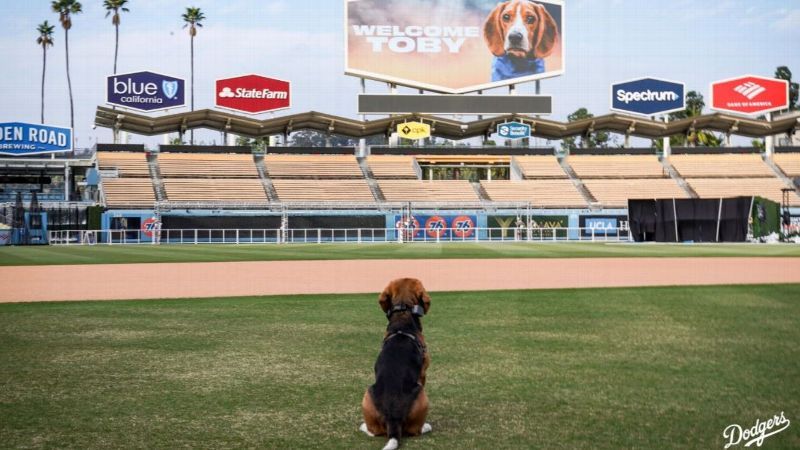 Dodgers treat TikTok dog Toby to VIP treatment at Dodger