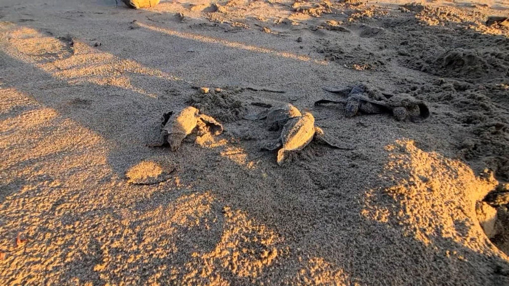 This is how they protect sea turtles in Puerto Rico
