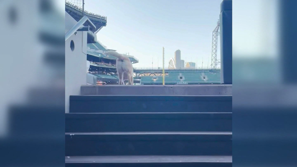 Tucker the Labrador: The new acquisition of the Seattle Mariners